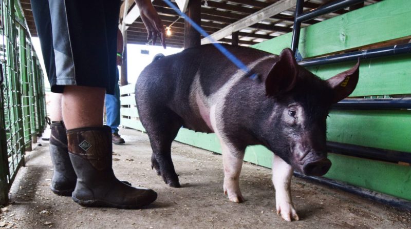 Marshall County Fair Canceled After Justice’s Order